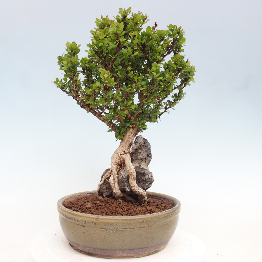 Venkovní bonsai - Berberis coreana - Dřištál korejský