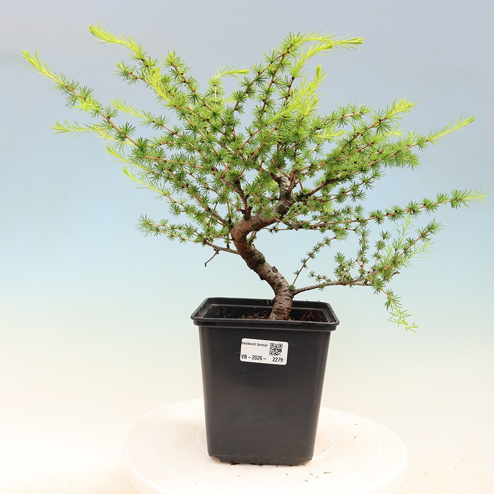 Venkovní bonsai -Larix decidua - Modřín opadavý 