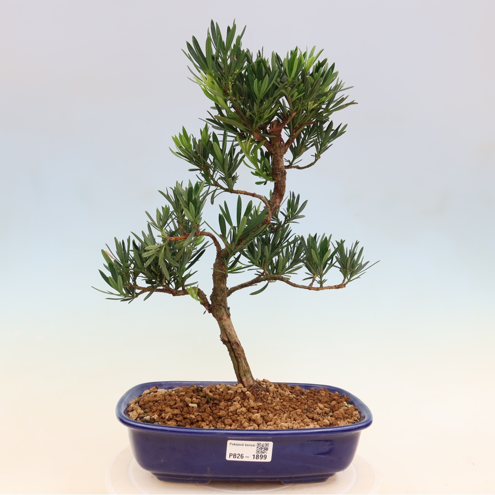 Pokojová bonsai - Podocarpus - Kamenný tis