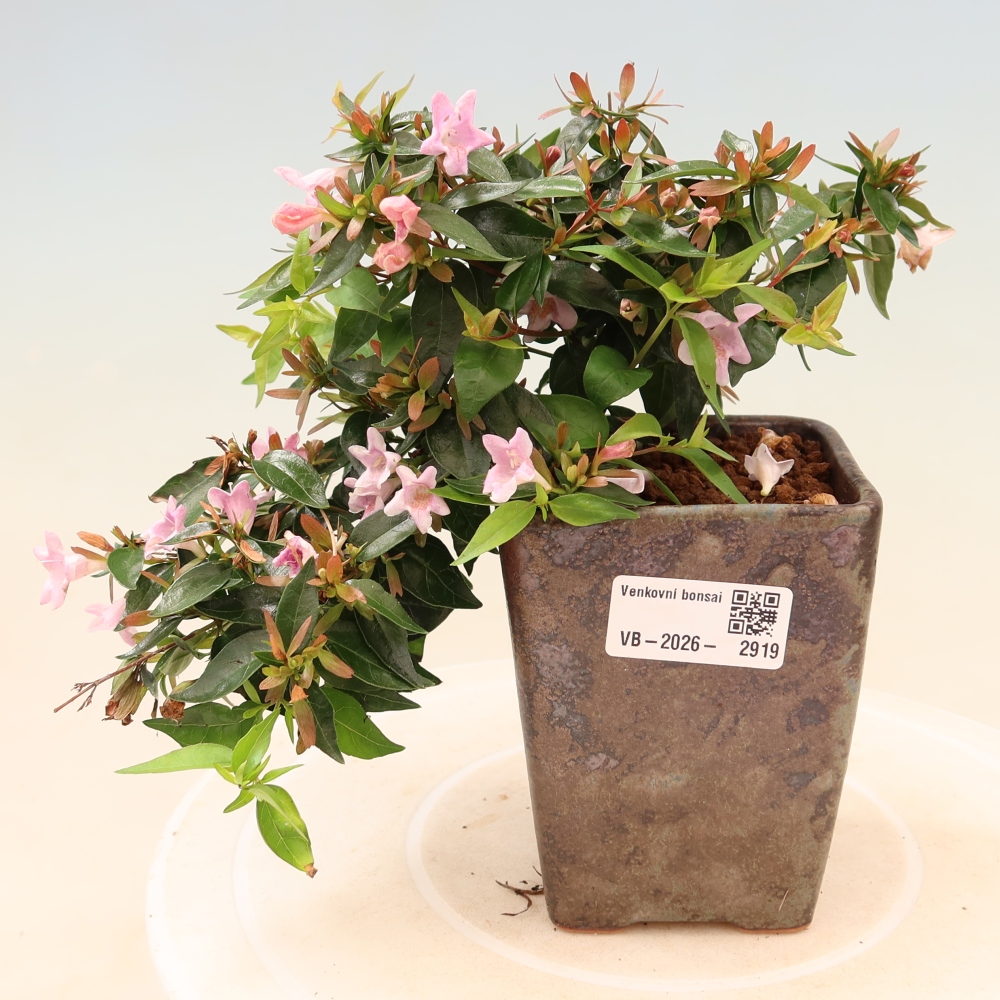 Venkovní bonsai - Abelia Edward Goucher - Abélie velkokvětá