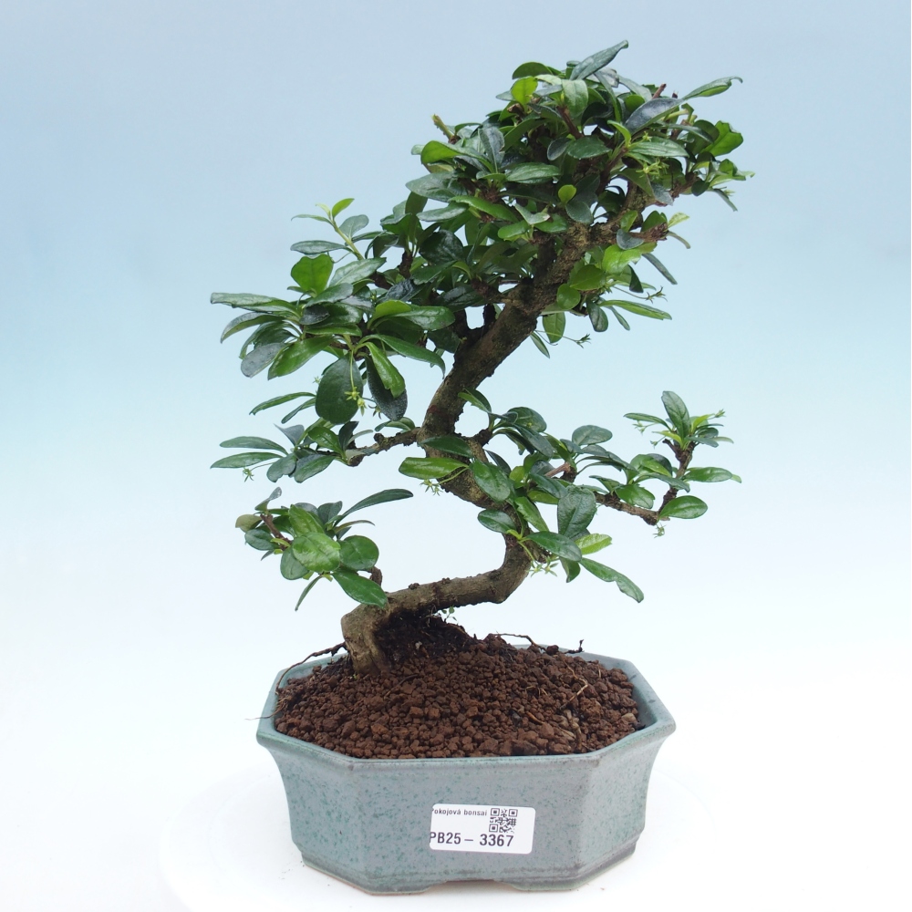 Pokojová bonsai - Carmona macrophylla - Čaj fuki