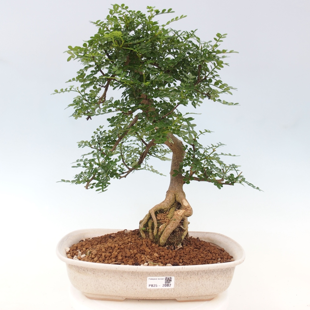 Pokojová bonsai - Zantoxylum piperitum - pepřovník