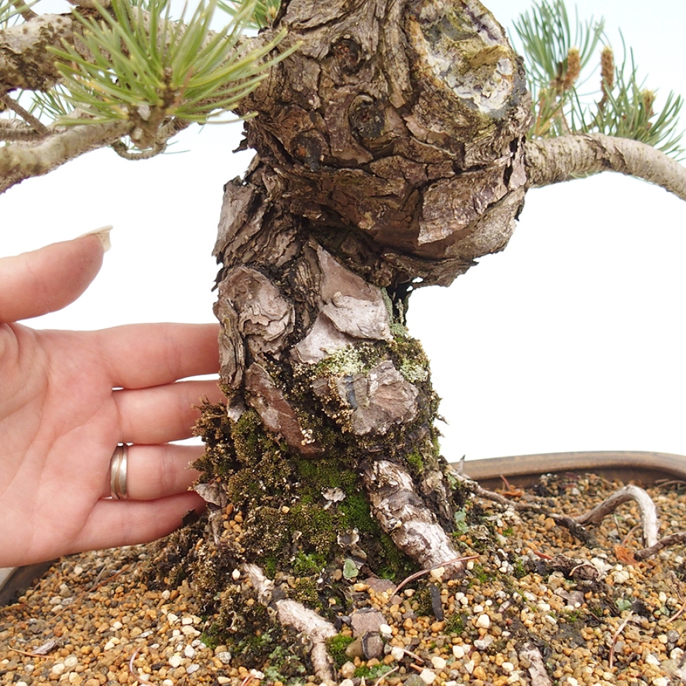 Venkovní bonsai - Pinus parviflora - Borovice drobnokvětá