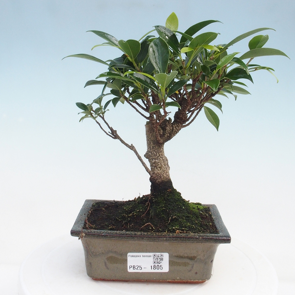 Pokojová bonsai - Ficus retusa -  malolistý fíkus