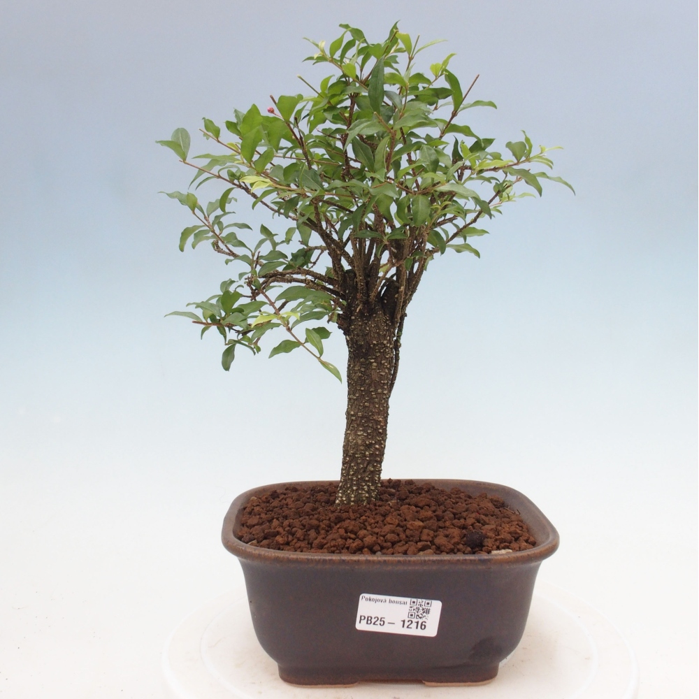 Pokojová bonsai - Malpighia coccigera- Barbdorská třešeň