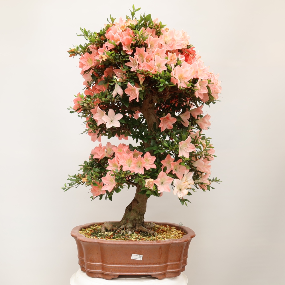 Venkovní bonsai - Japonská azalka - Azalea Sansai