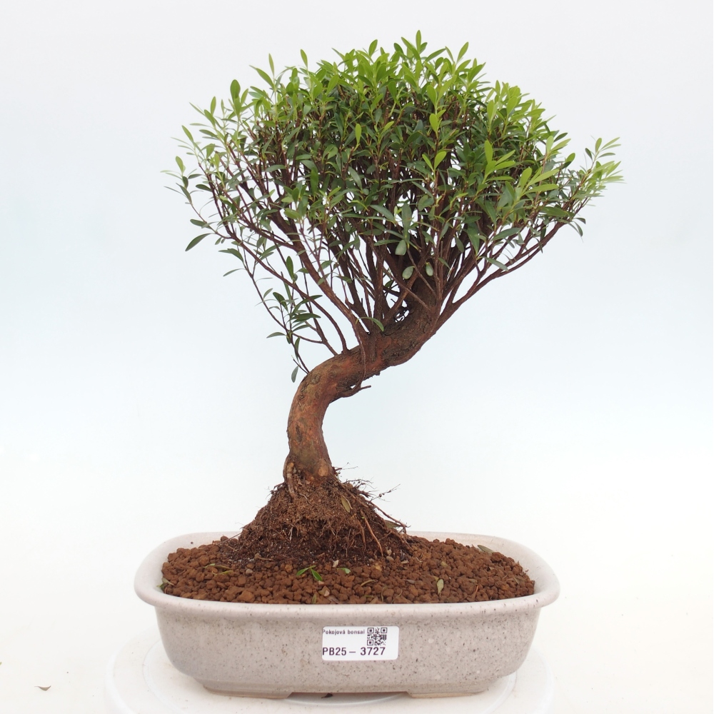 Pokojová bonsai - Syzygium - Pimentovník