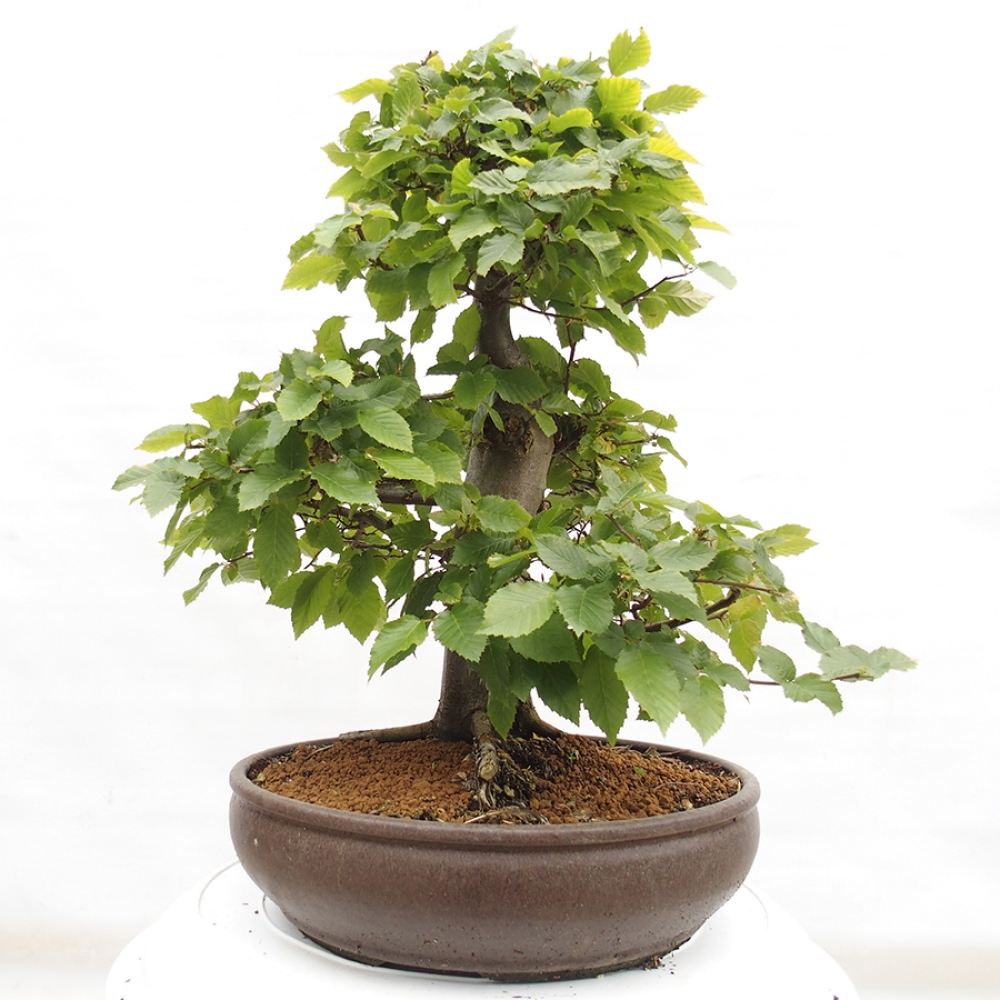 Venkovní bonsai - Habr obecný - Carpinus betulus