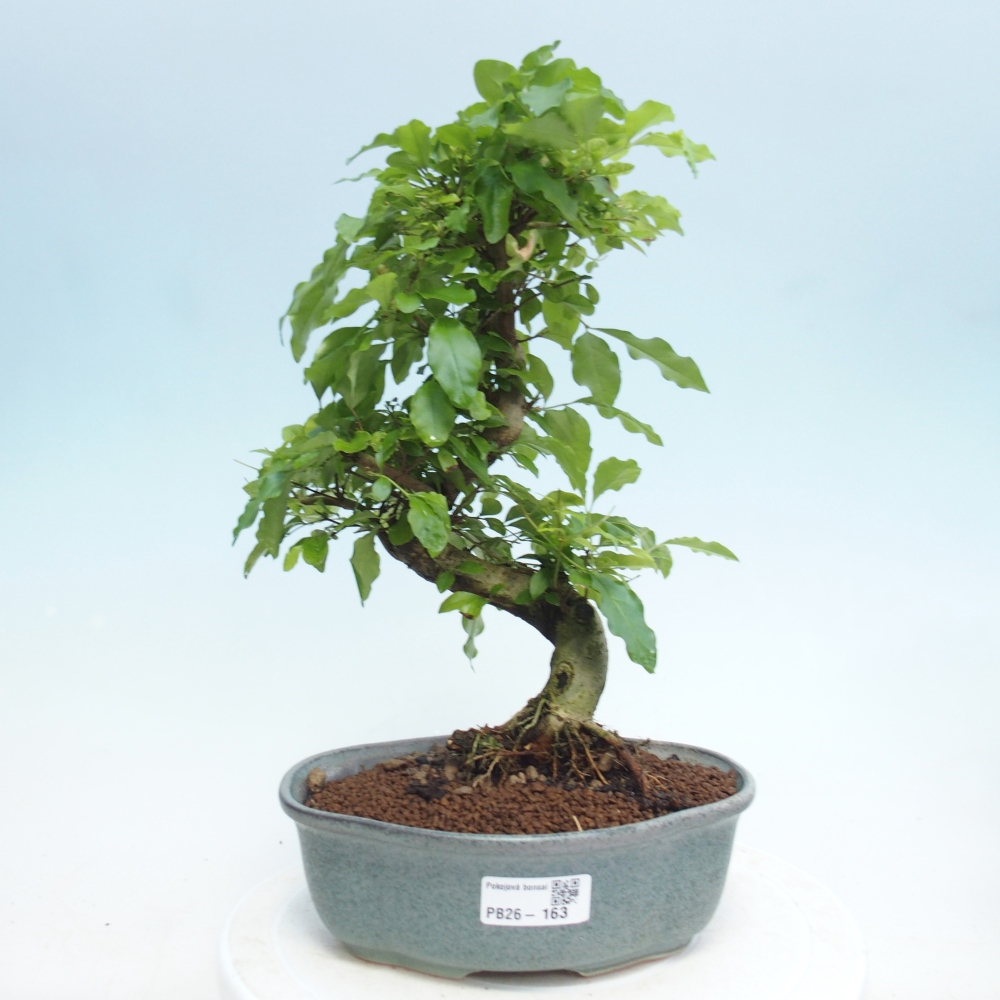 Pokojová bonsai -Ligustrum retusa - malolistý ptačí zob