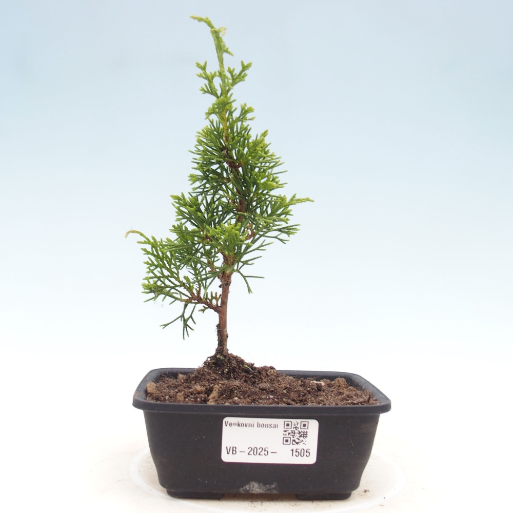Venkovní bonsai - Juniperus chinensis Itoigawa -Jalovec čínský