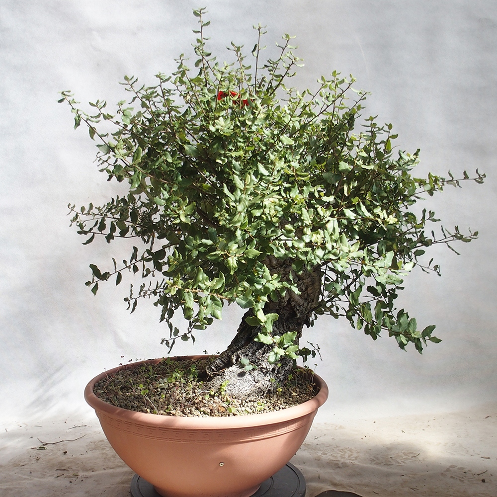venkovní bonsai Quercus suber - Korkový dub