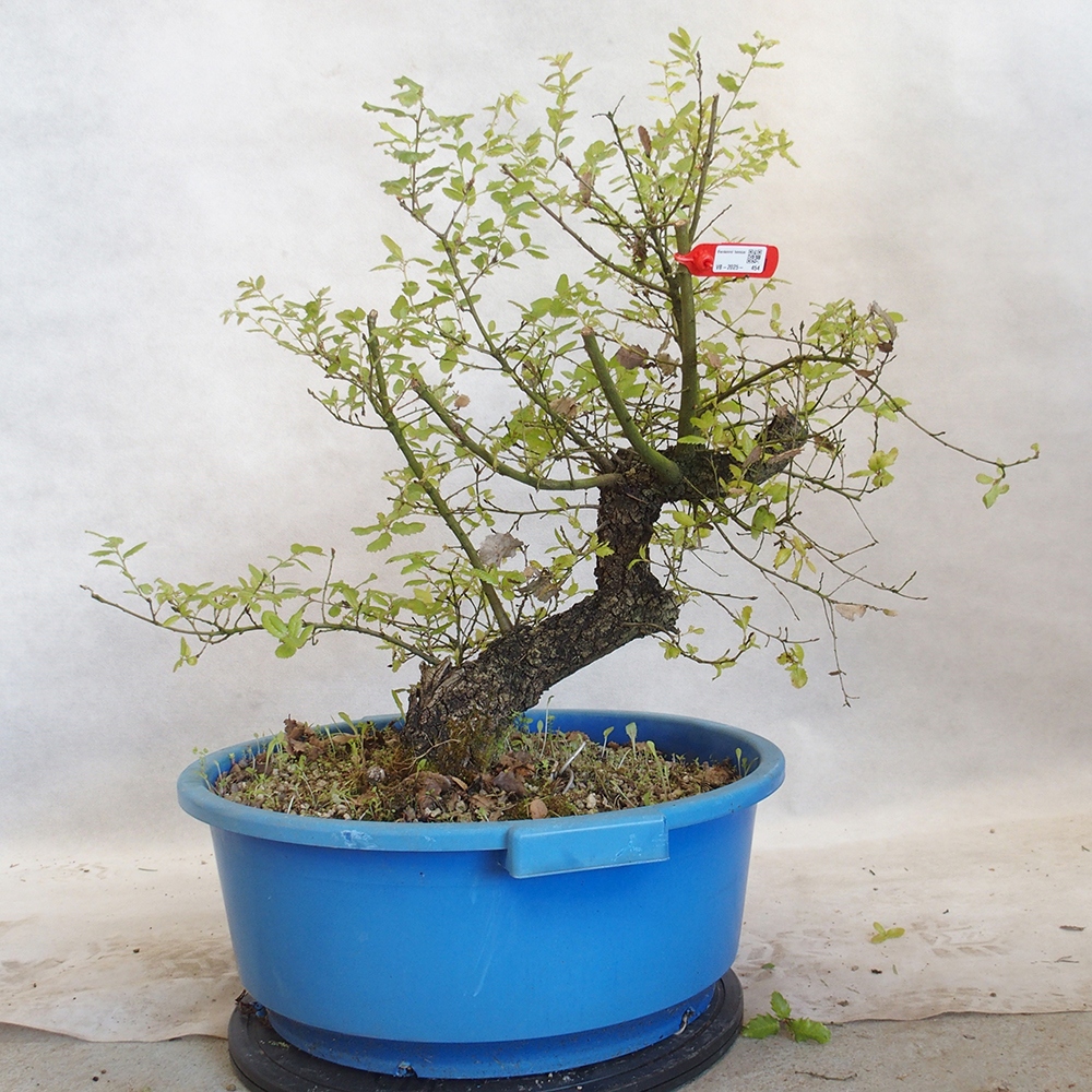 Venkovní bonsai Quercus Cerris - Dub Cer