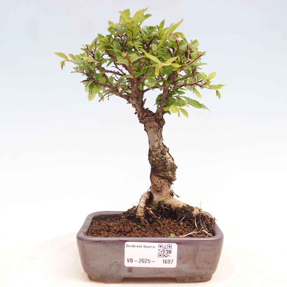 Venkovní bonsai - Zelkova - Zelkova NIRE