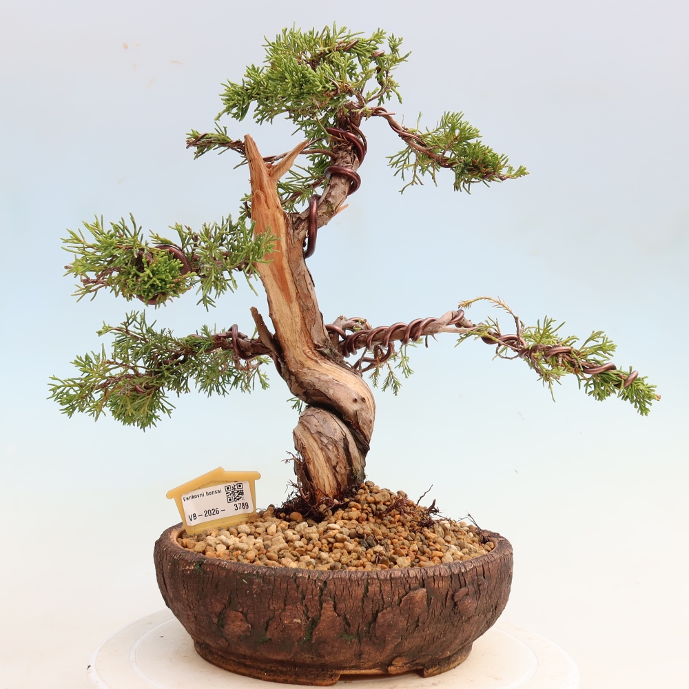 Venkovní bonsai - Juniperus chinensis Itoigawa-Jalovec čínský