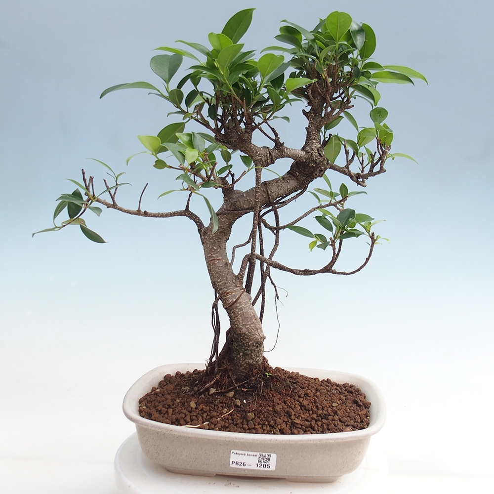 Pokojová bonsai - Ficus kimmen -  malolistý fíkus