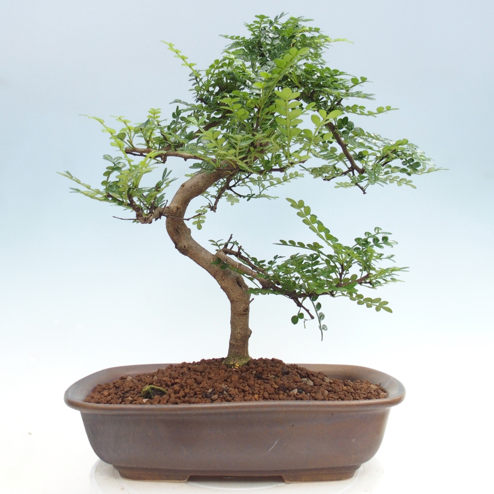 Pokojová bonsai - Zantoxylum piperitum - pepřovník