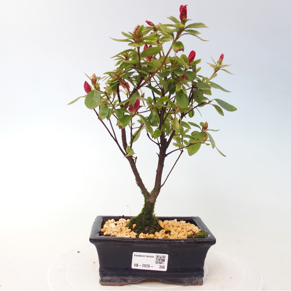 Venkovní bonsai - Japonská azalka - Azalea sp.