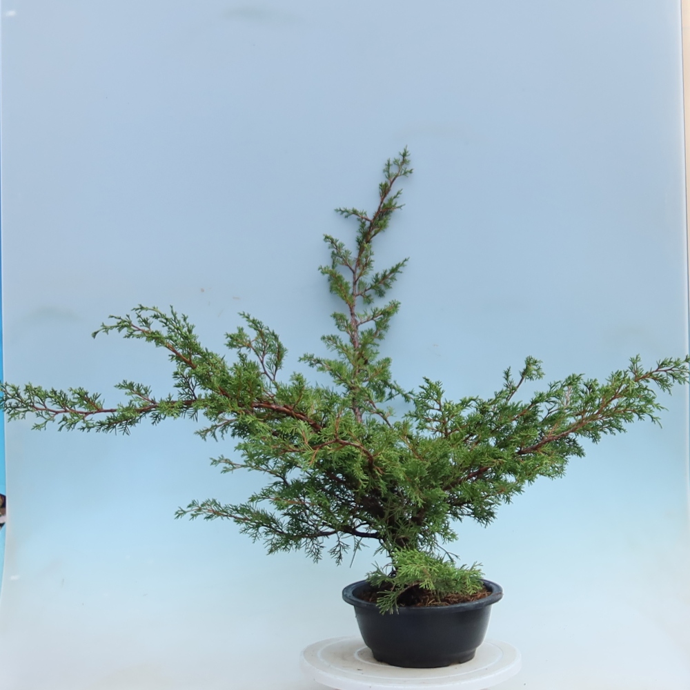 Venkovní bonsai - Juniperus chinensis Itoigawa - Jalovec čínský