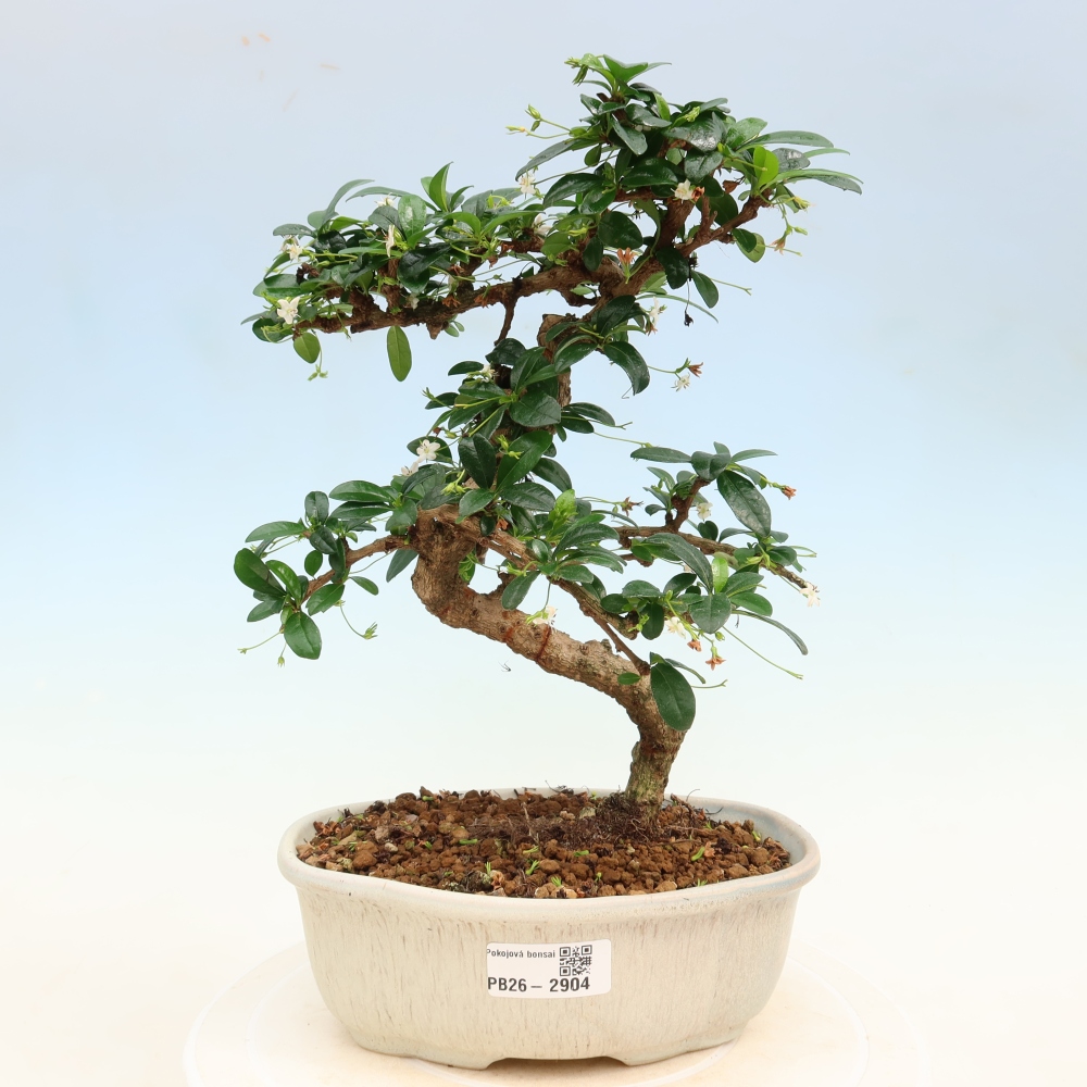 Pokojová bonsai - Carmona macrophylla - Čaj fuki