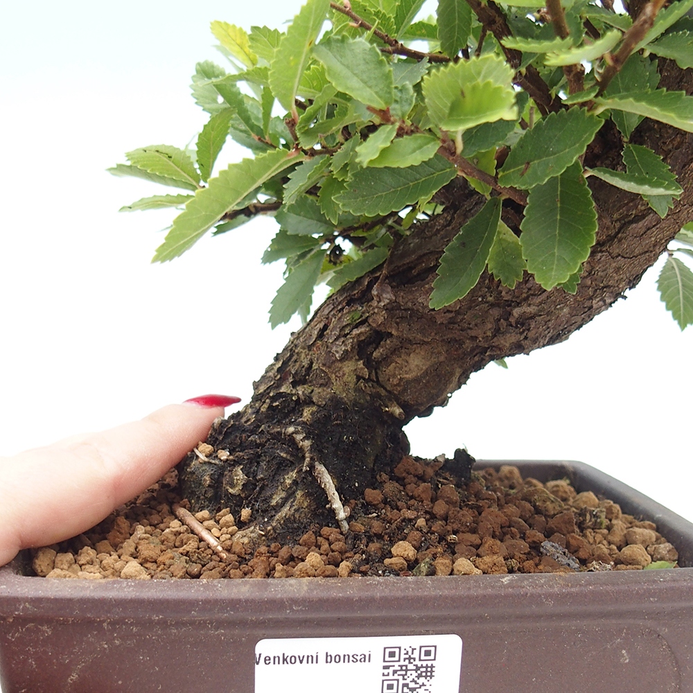 Venkovní bonsai - Zelkova - Zelkova NIRE