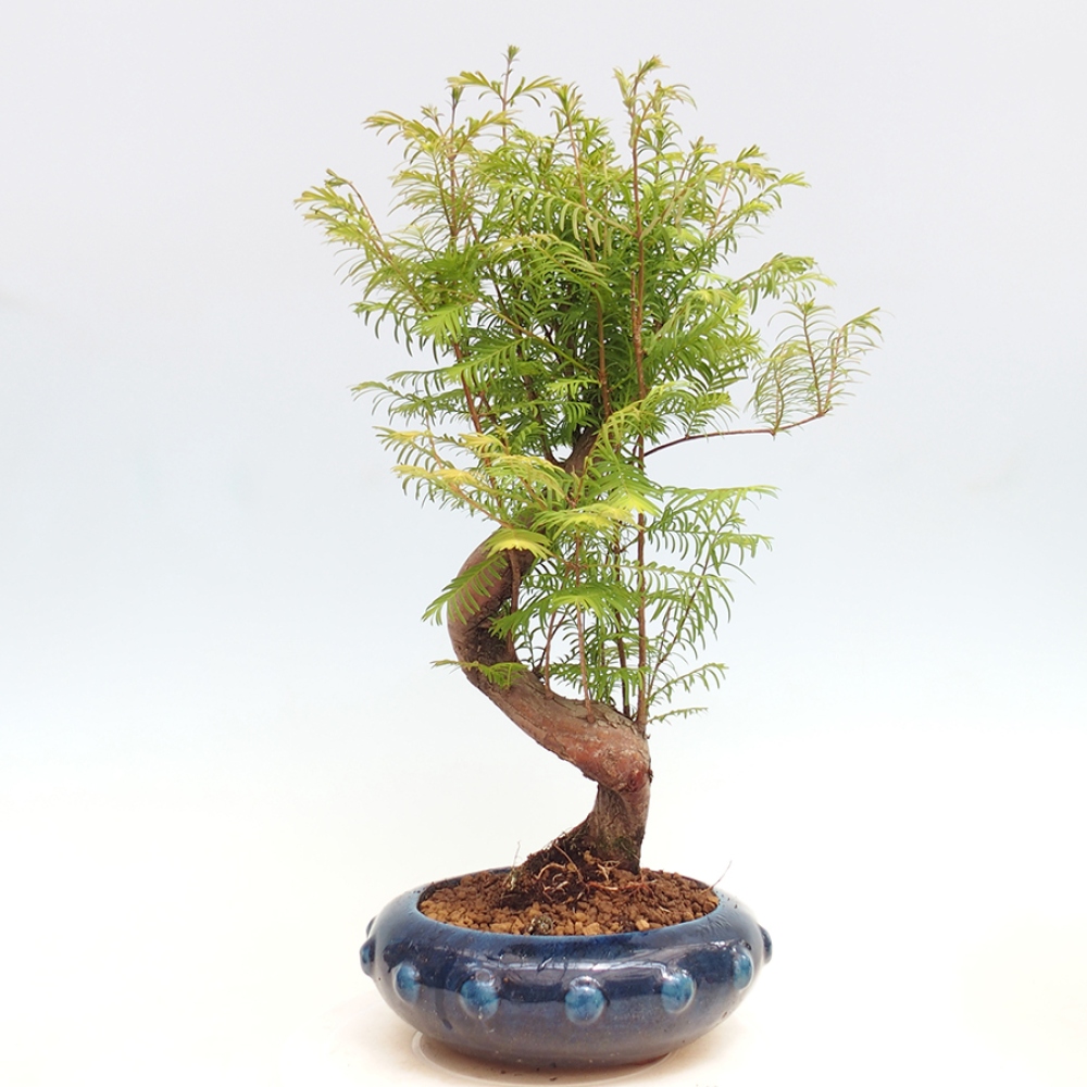 Venkovní bonsai - Metasequoia glyptostroboides - Metasekvoje čínská