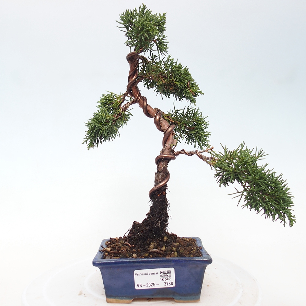 Venkovní bonsai - Juniperus chinensis Kishu -Jalovec čínský