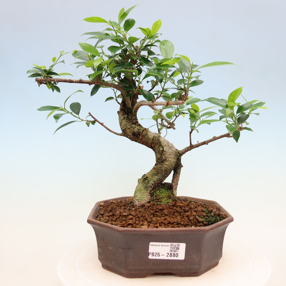 Pokojová bonsai - Ficus kimmen -  malolistý fíkus