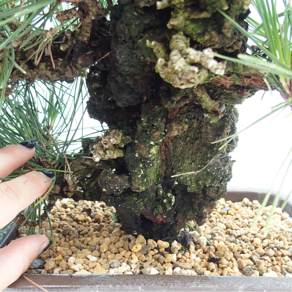 Venkovní bonsai - Pinus thunbergii - Borovice thunbergova