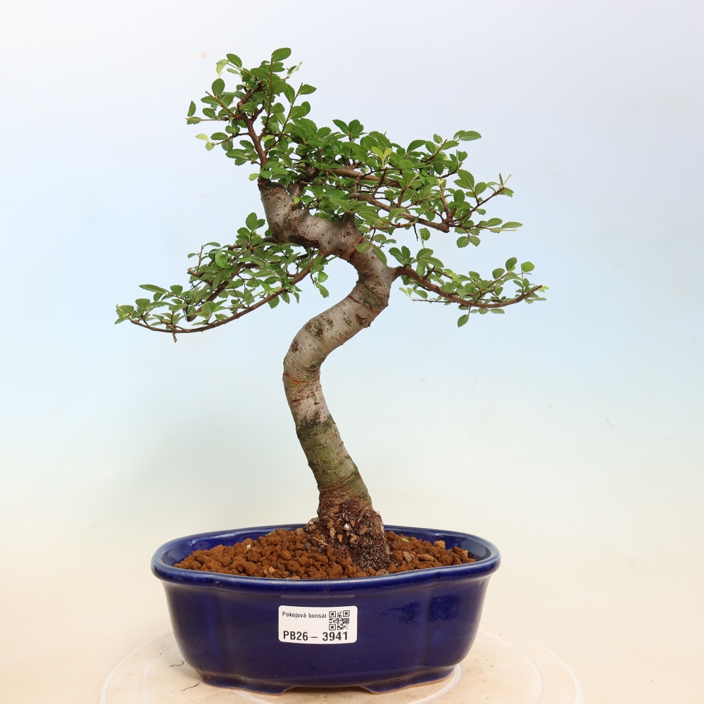 Pokojová bonsai - Ulmus parvifolia - Malolistý jilm