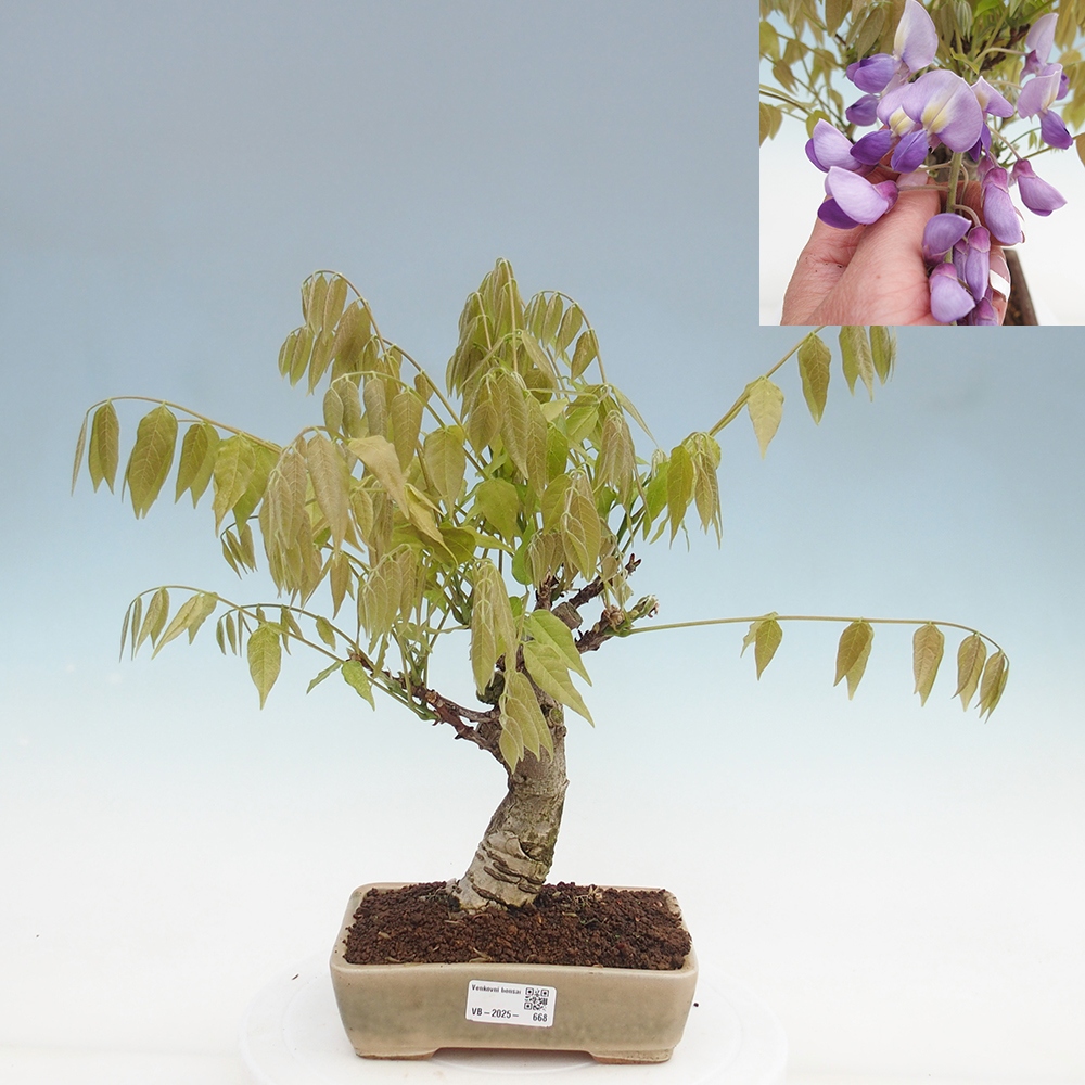 Venkovní bonsai - Vistarie květnatá - Wisteria floribunda