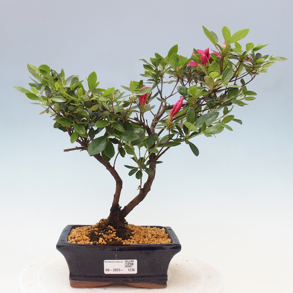 Venkovní bonsai - Japonská azalka - Azalea sp.