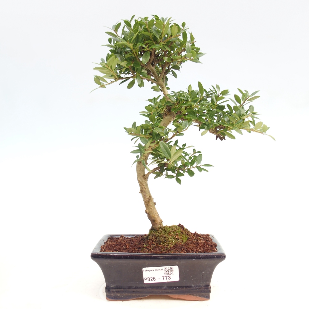 Pokojová bonsai - Ilex crenata - Cesmína