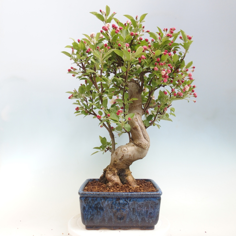 Venkovní bonsai -Malus halliana - Maloplodá jabloň