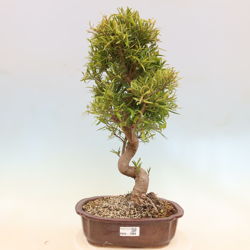 Pokojová bonsai - Ficus nerifolia -  malolistý fíkus