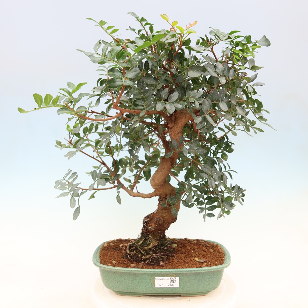 Pokojová bonsai - Pistacia Lentiscus - Pistácie