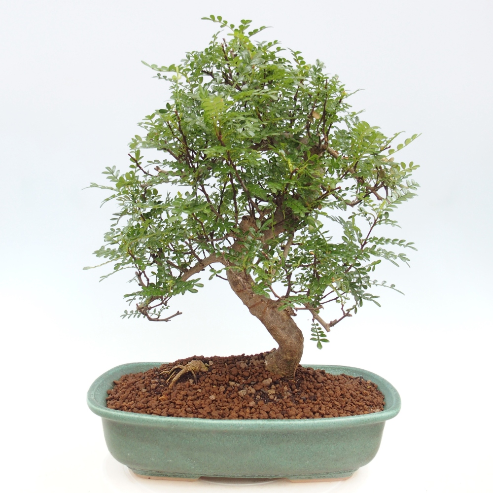 Pokojová bonsai - Zantoxylum piperitum - pepřovník