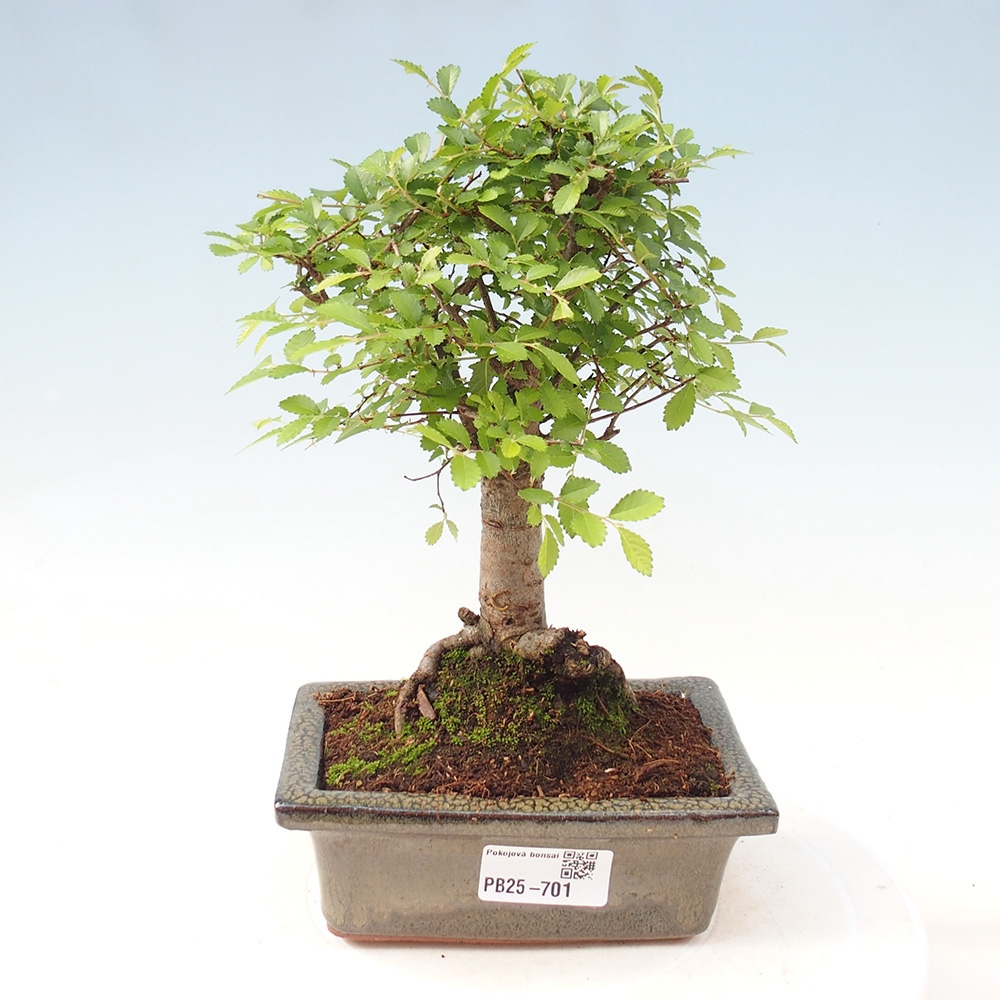 Pokojová bonsai - Ulmus parvifolia - Malolistý jilm