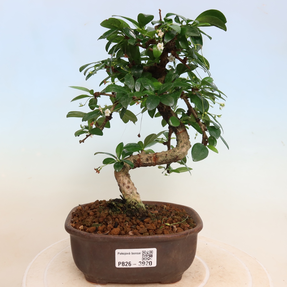 Pokojová bonsai - Carmona macrophylla - Čaj fuki