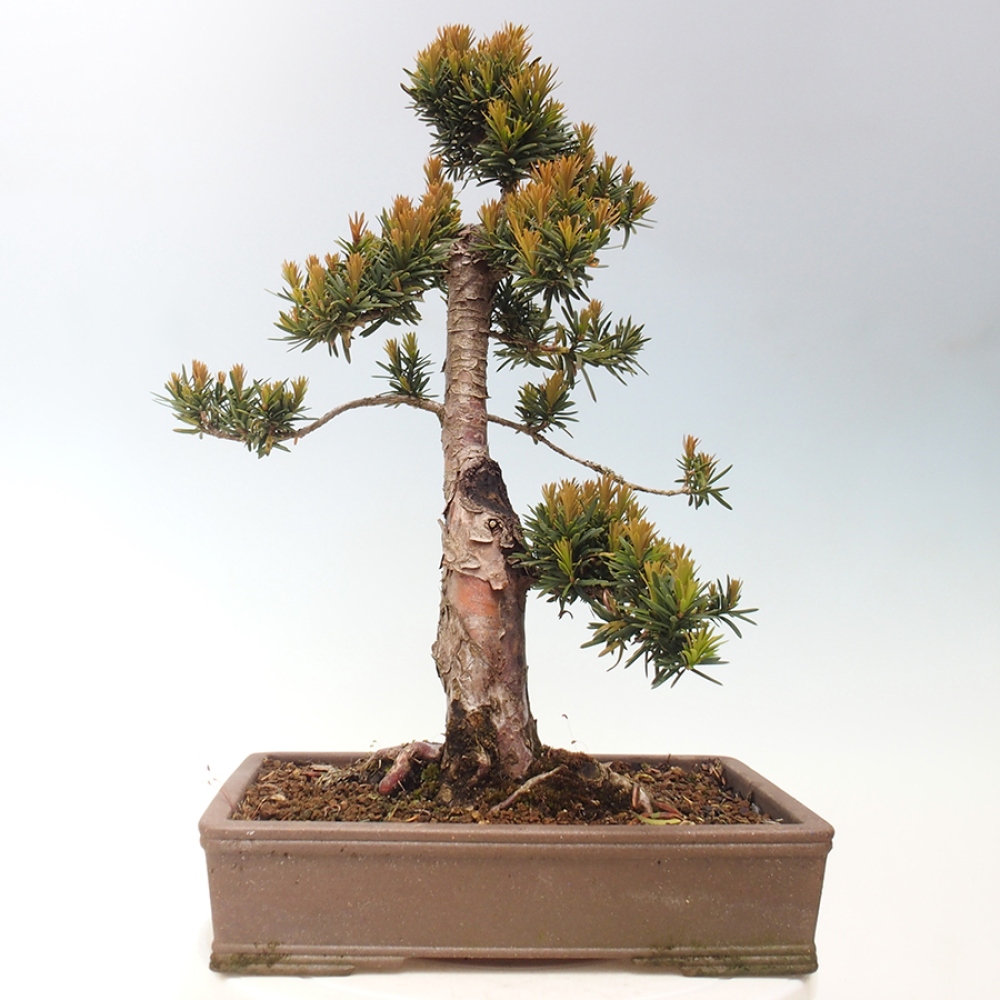 Venkovní bonsai - Taxus cuspidata  - Tis japonský