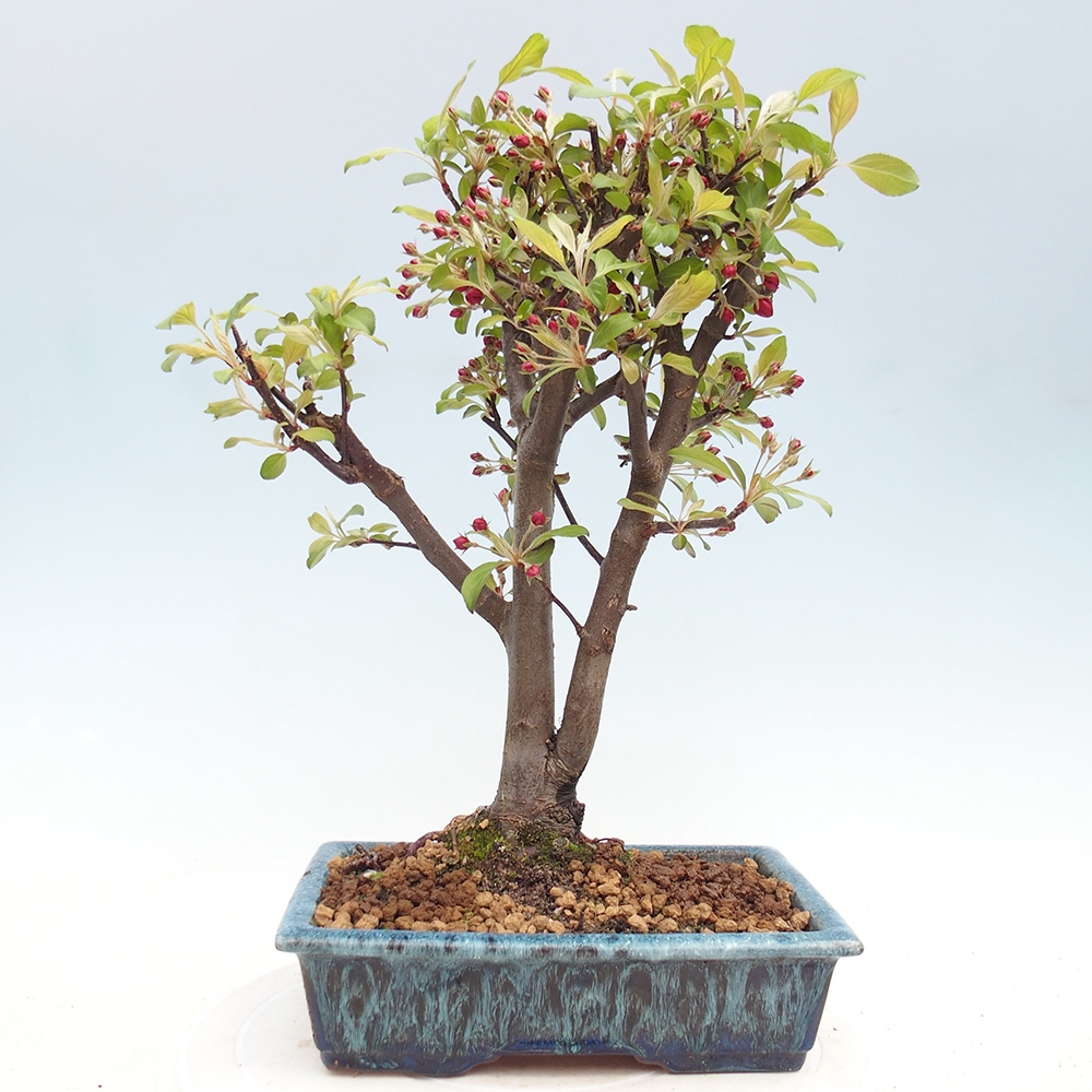 Venkovní bonsai -Malus domestica - Maloplodá jabloň červenolistá