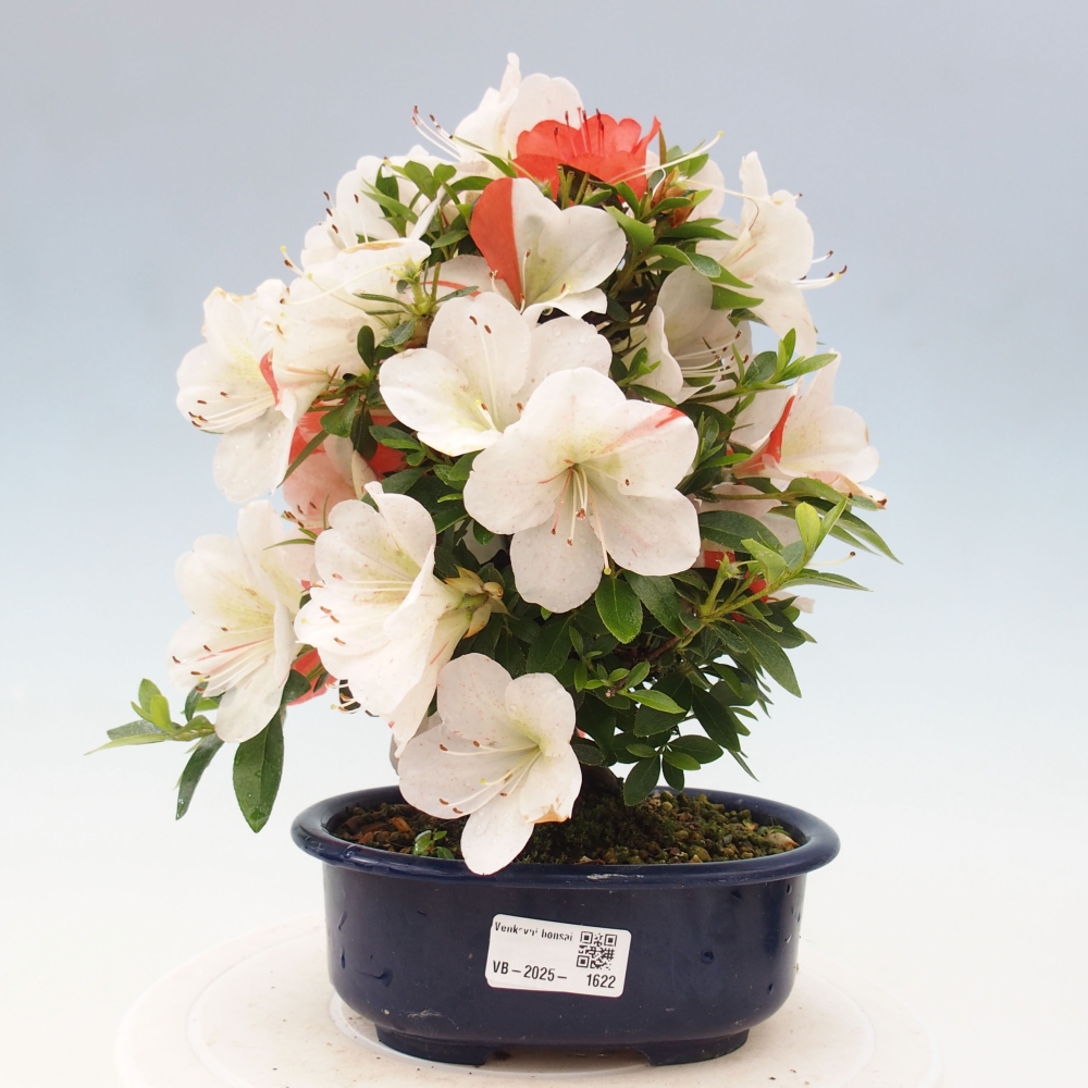 Venkovní bonsai - Japonská azalka - Azalea Asazakura