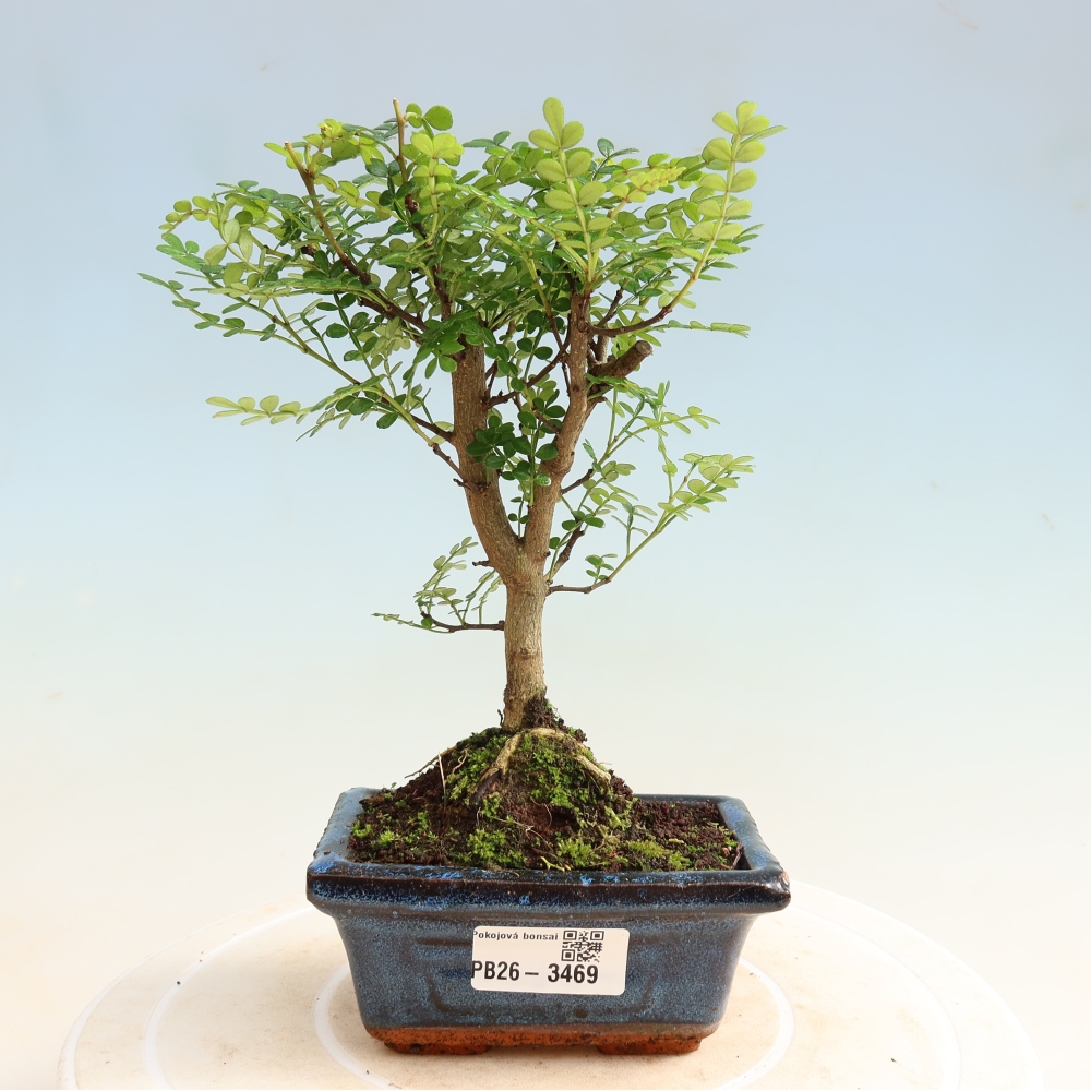 Pokojová bonsai - Zantoxylum piperitum - pepřovník