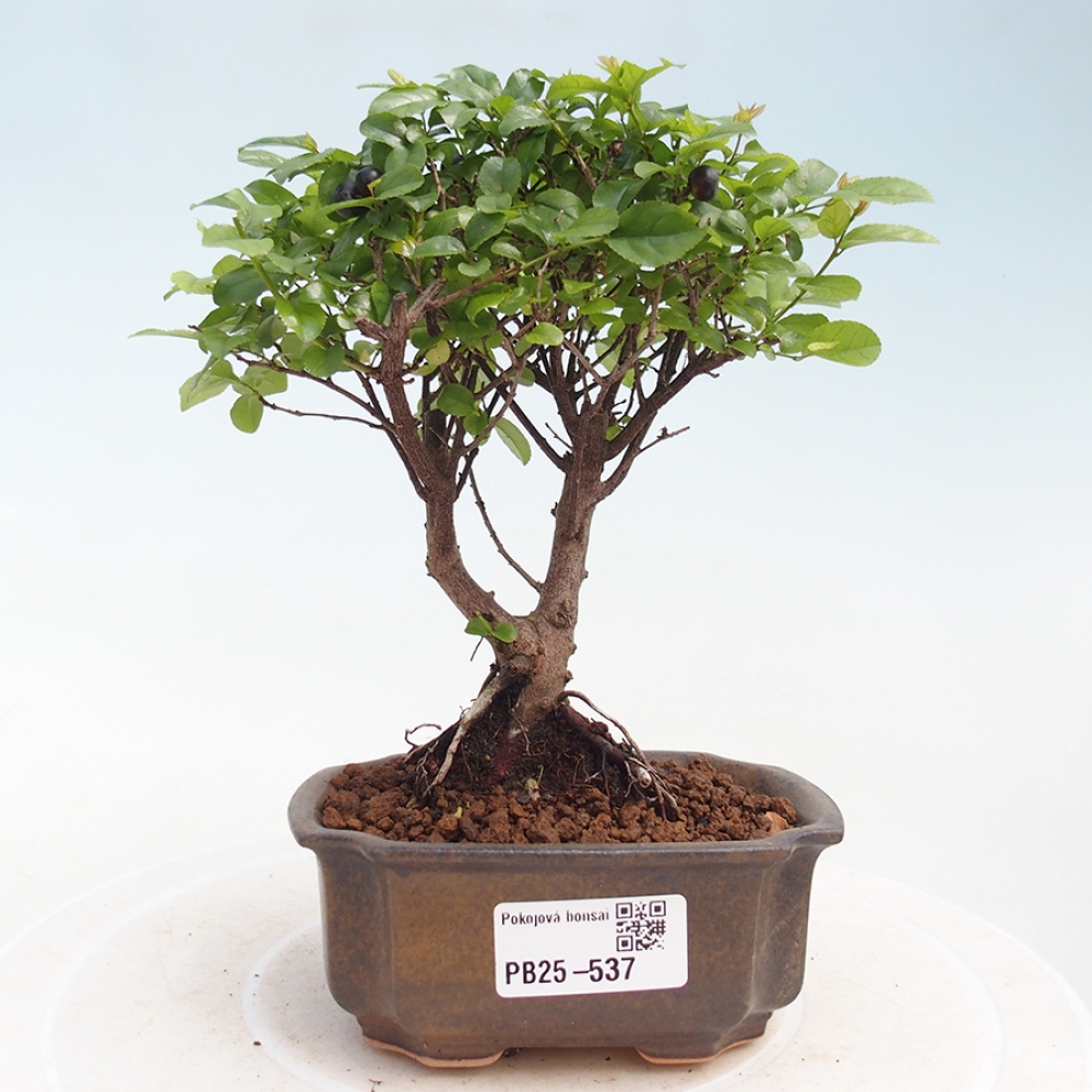 Pokojová bonsai - Sagerécie thea - Sagerécie thea