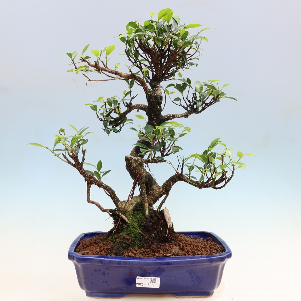 Pokojová bonsai - Ficus kimmen -  malolistý fíkus