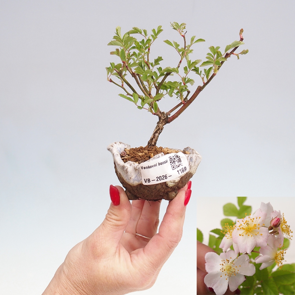 Venkovní bonsai - Rosa sp. - malokvětá růže