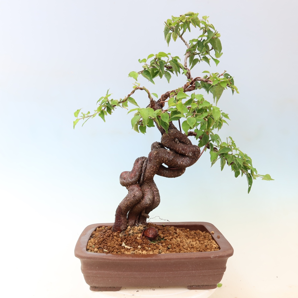 Venkovní bonsai -Japonská meruňka - Prunus Mume