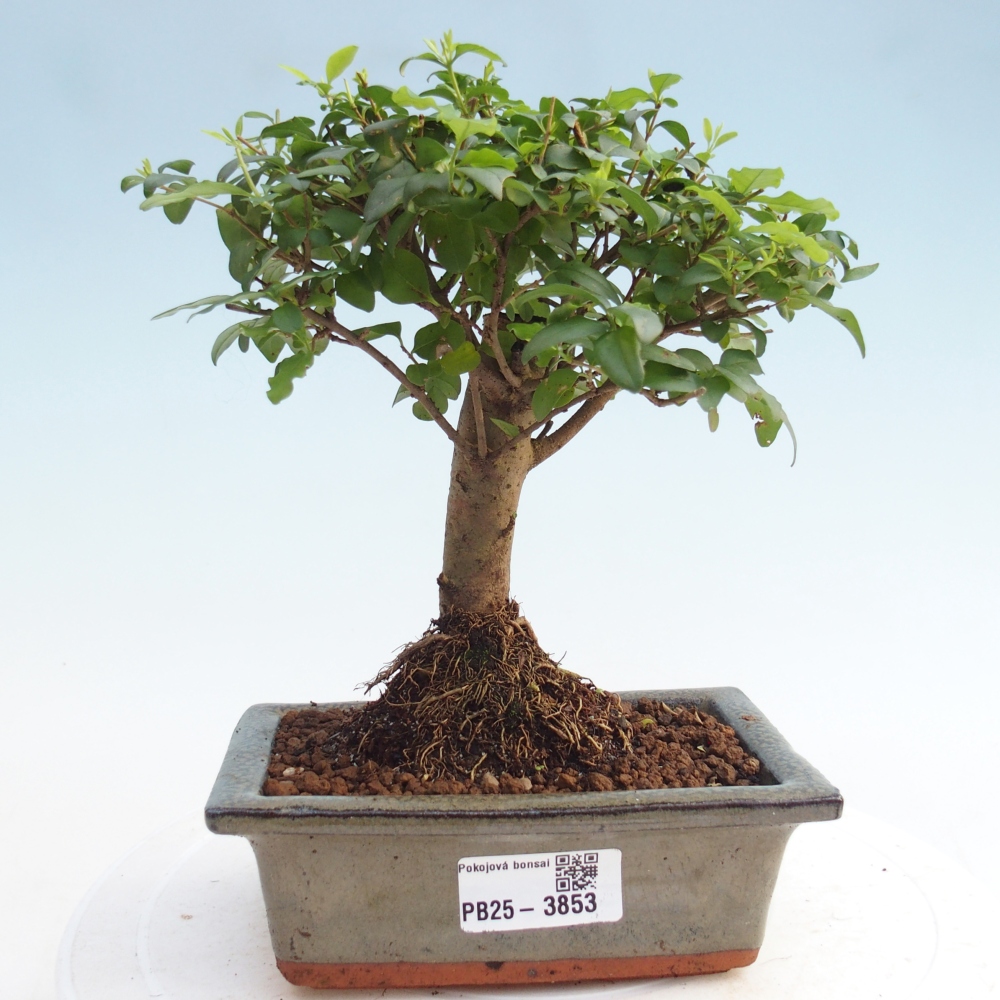 Pokojová bonsai -Ligustrum chinensis - Ptačí zob