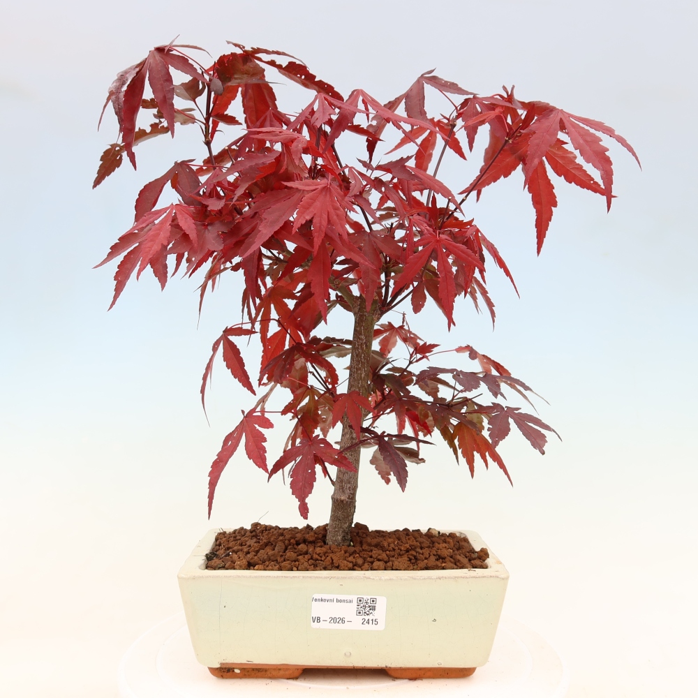 Venkovní bonsai - Acer palm. Atropurpureum-Javor dlanitolistý