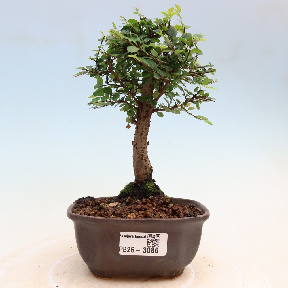Pokojová bonsai - Ulmus parvifolia - Malolistý jilm
