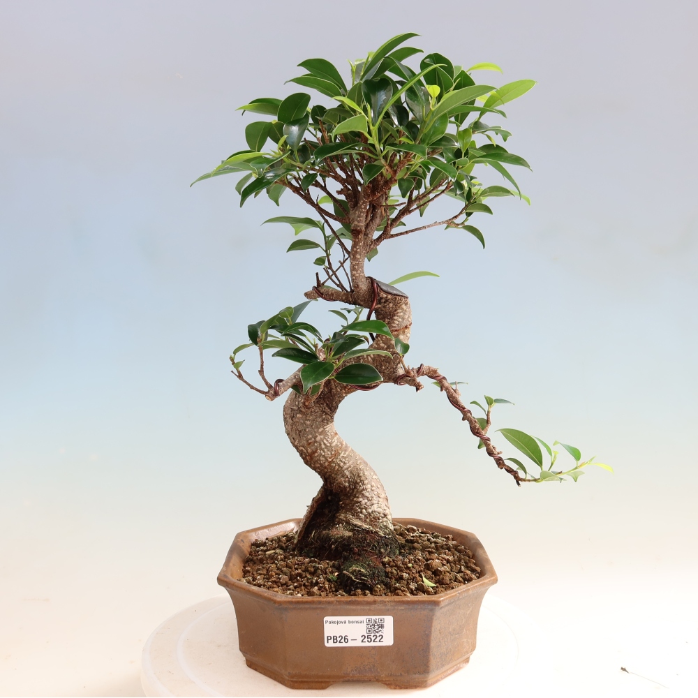 Pokojová bonsai - Ficus retusa -  malolistý fíkus
